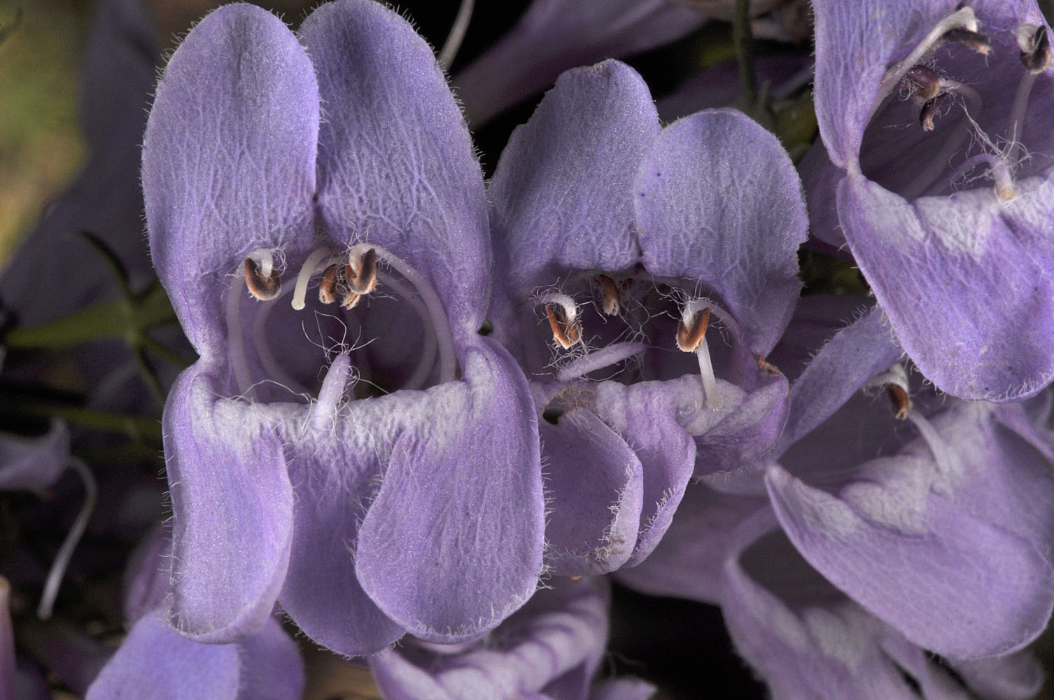 Flora of Eastern Washington Image: Penstemon venustus