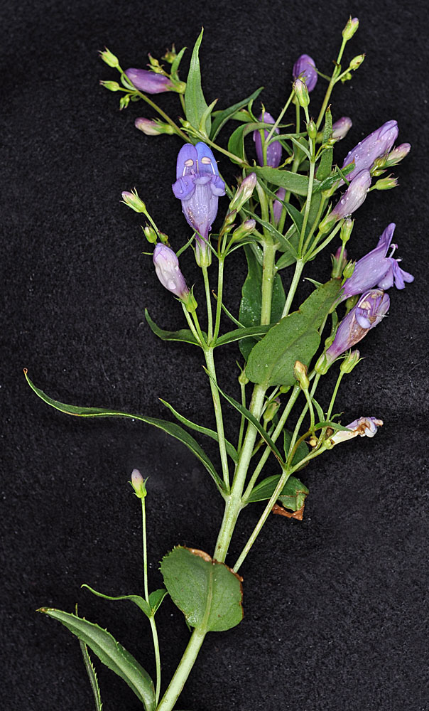 Flora of Eastern Washington Image: Penstemon venustus