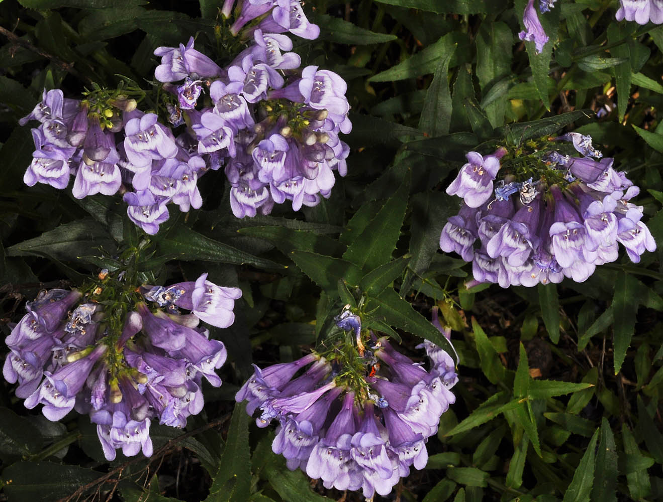 Flora of Eastern Washington Image: Penstemon venustus