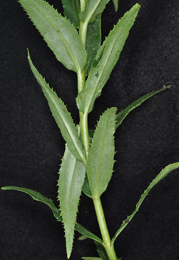 Flora of Eastern Washington Image: Penstemon venustus