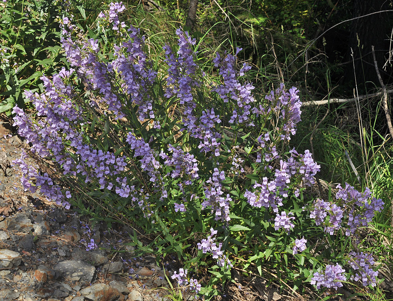 Flora of Eastern Washington Image: Penstemon venustus