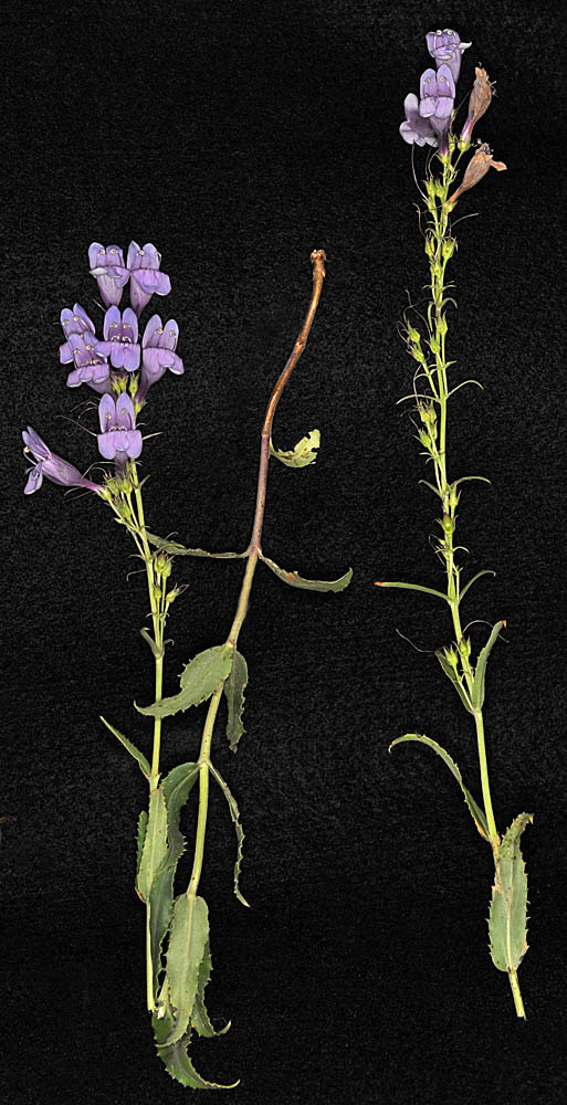 Flora of Eastern Washington Image: Penstemon venustus