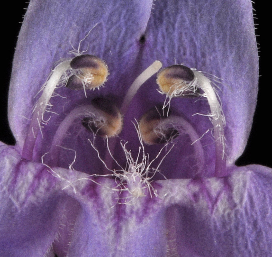 Flora of Eastern Washington Image: Penstemon venustus