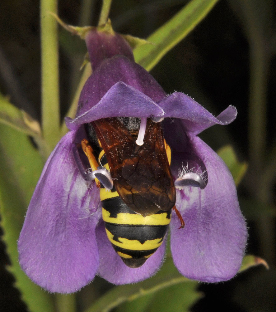 Flora of Eastern Washington Image: Penstemon venustus