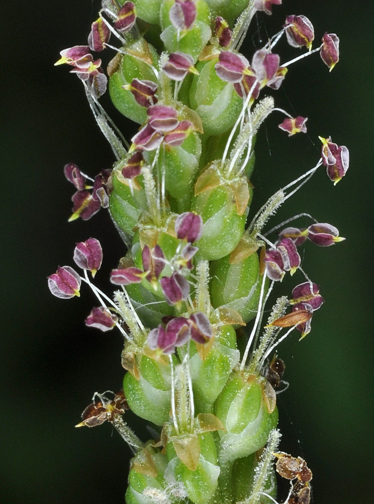 Flora of Eastern Washington Image: Plantago major
