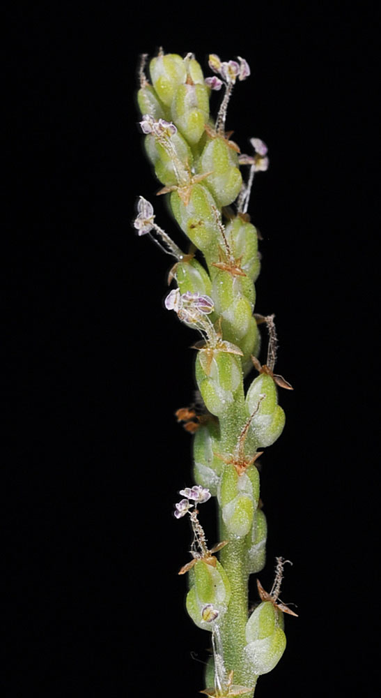 Flora of Eastern Washington Image: Plantago major