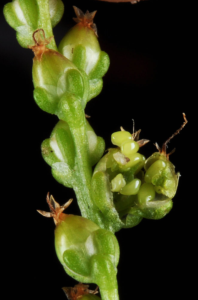 Flora of Eastern Washington Image: Plantago major