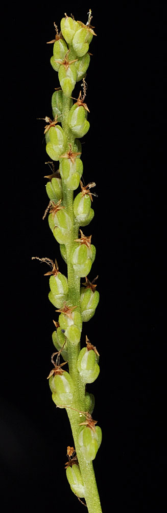 Flora of Eastern Washington Image: Plantago major