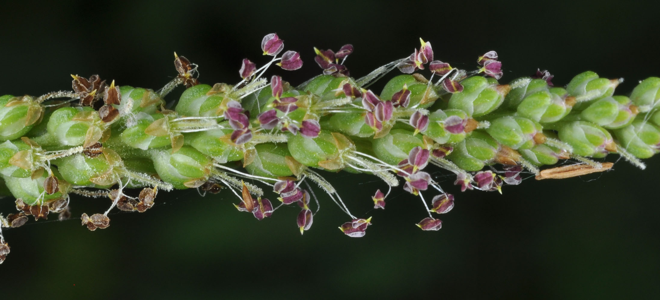 Flora of Eastern Washington Image: Plantago major