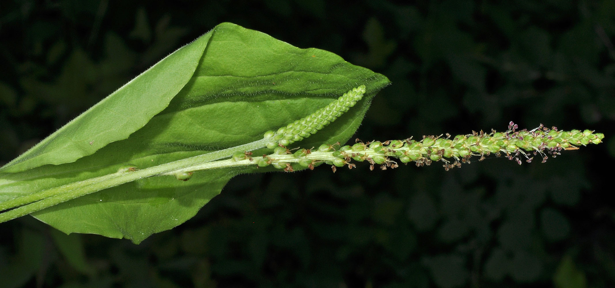 Flora of Eastern Washington Image: Plantago major