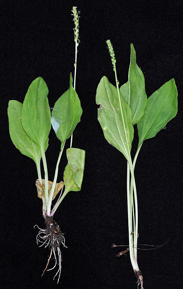 Flora of Eastern Washington Image: Plantago major