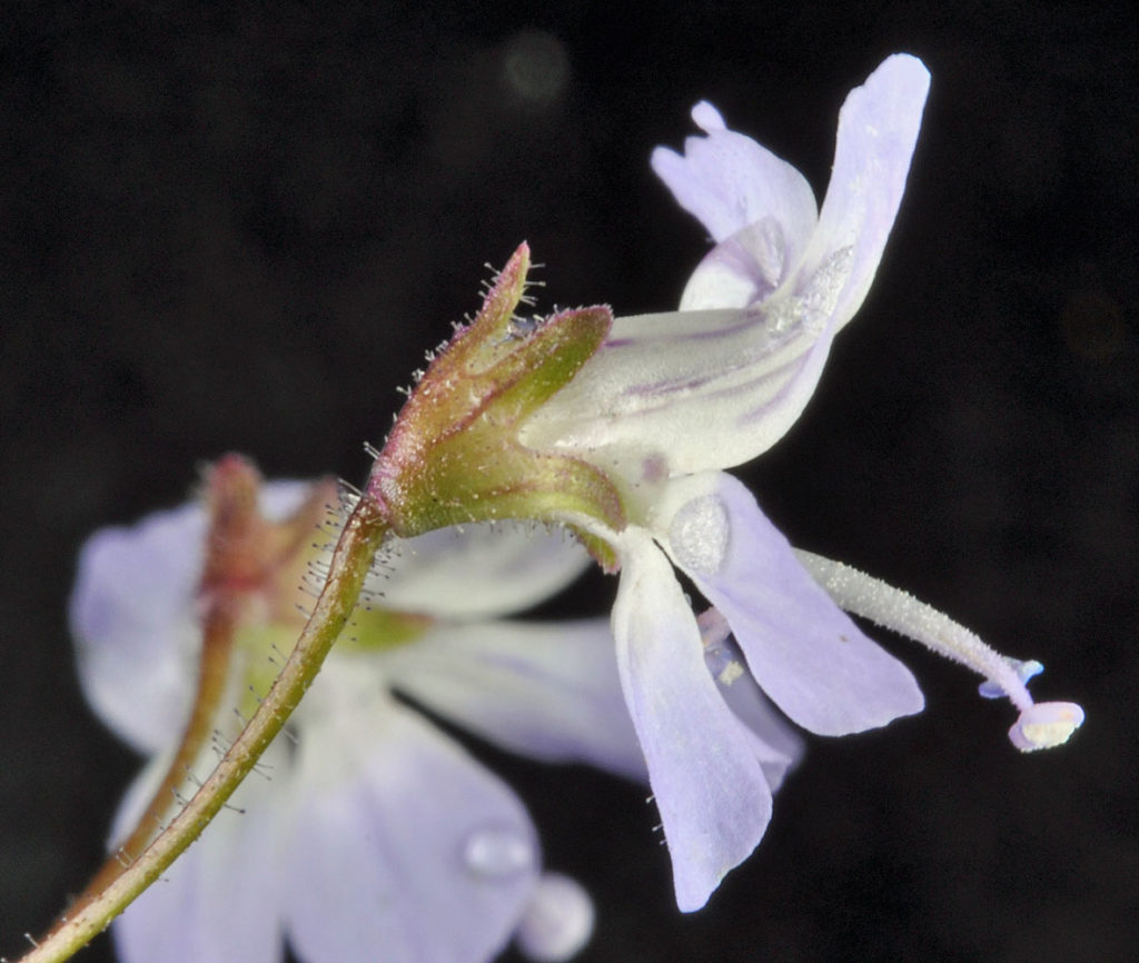 Flora of Eastern Washington Image: Erythranthe floribunda 18