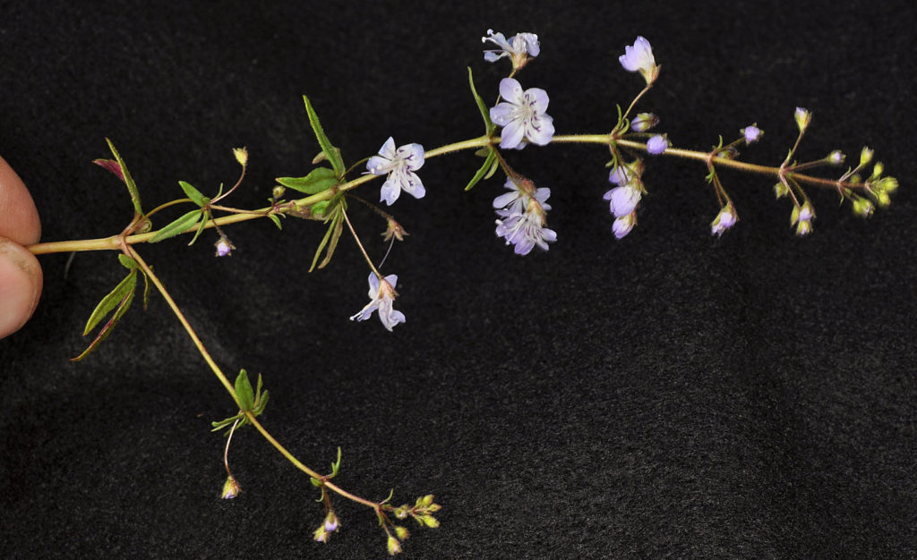 Flora of Eastern Washington Image: Erythranthe floribunda 15