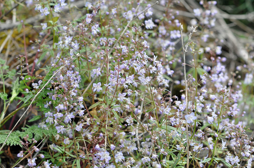 Flora of Eastern Washington Image: Erythranthe floribunda 7