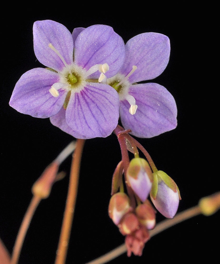 Flora of Eastern Washington Image: Ludwigia palustris 14