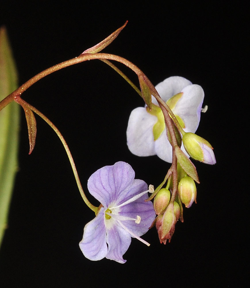Flora of Eastern Washington Image: Ludwigia palustris 12