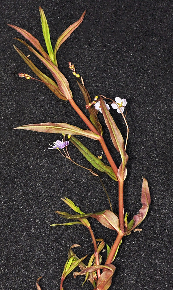 Flora of Eastern Washington Image: Ludwigia palustris 8