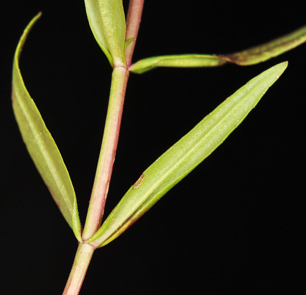 Flora of Eastern Washington Image: Ludwigia palustris 4