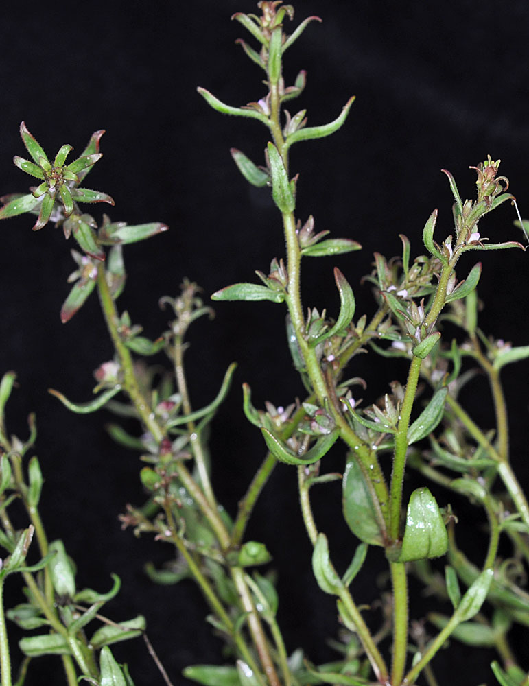 Flora of Eastern Washington Image: Penstemon barrettiae 12