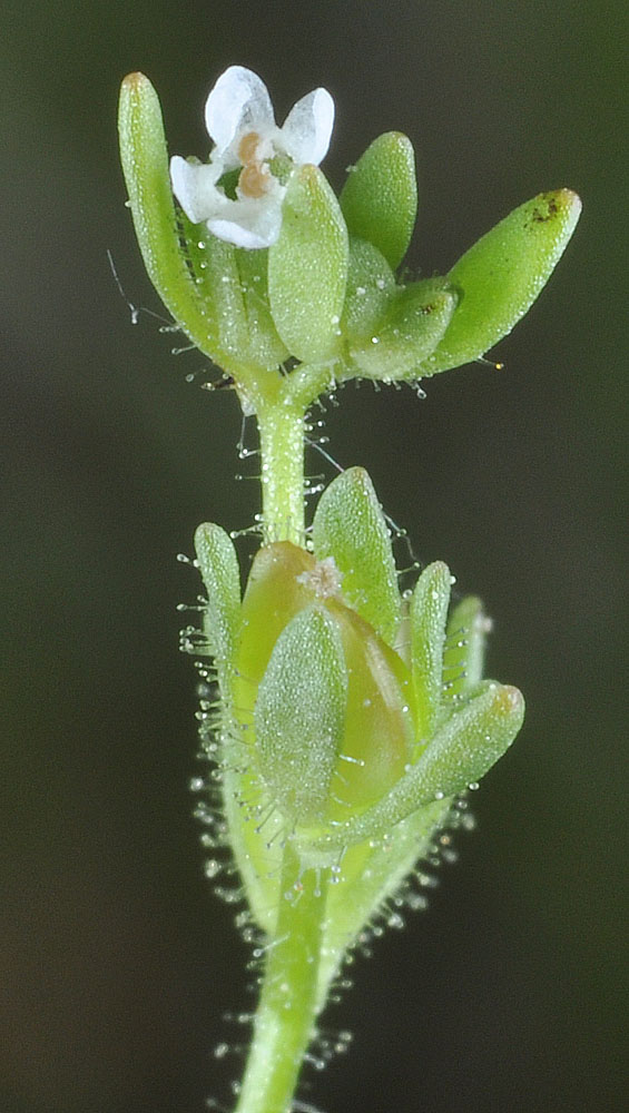 Flora of Eastern Washington Image: Penstemon barrettiae 10