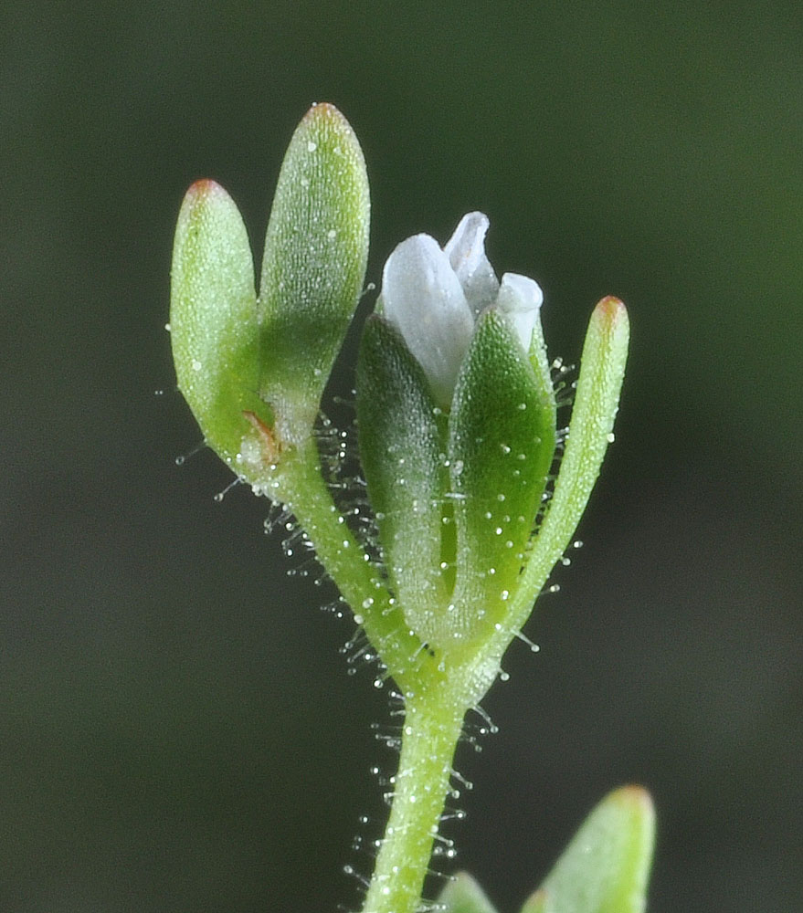 Flora of Eastern Washington Image: Penstemon barrettiae 7
