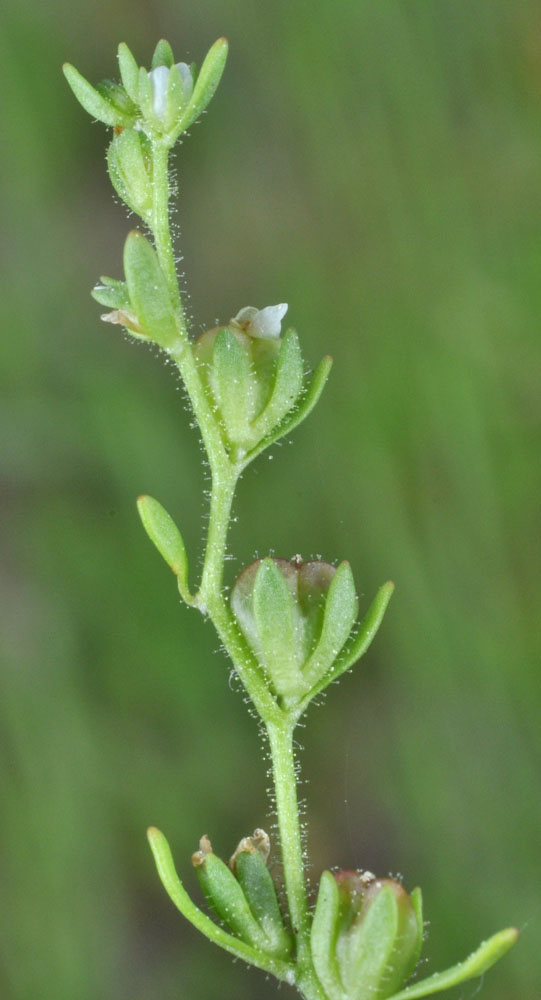 Flora of Eastern Washington Image: Penstemon barrettiae 5