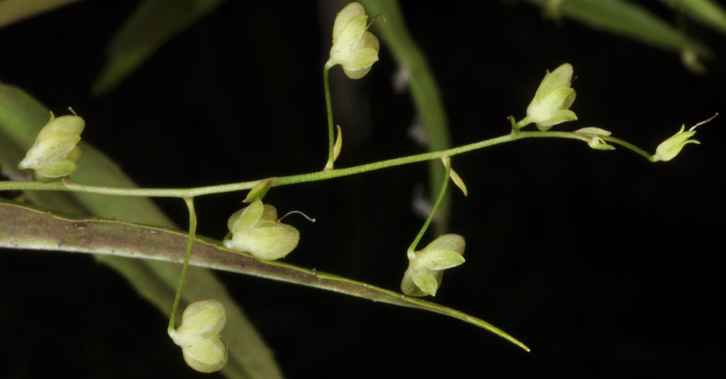 Flora of Eastern Washington Image: Tribulus terrestris stems and leaves zoomed in