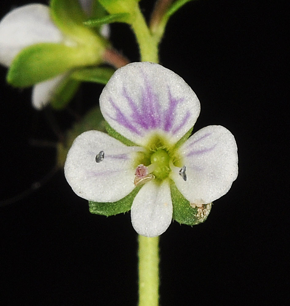 Flora of Eastern Washington Image: Erythranthe floribunda 5