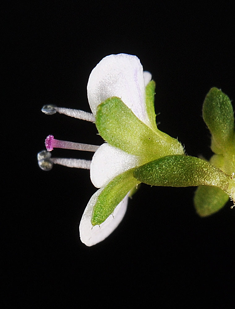 Flora of Eastern Washington Image: Erythranthe floribunda 4