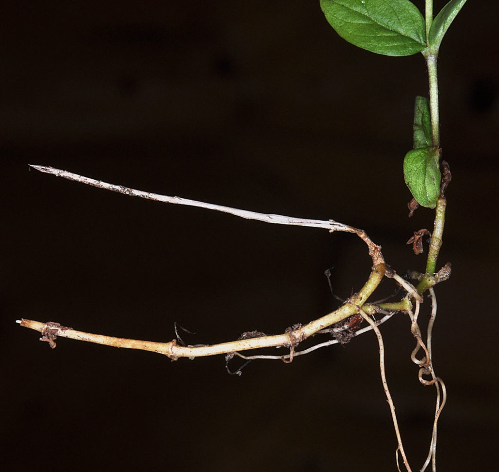 Flora of Eastern Washington Image: Erythranthe microphylla 5