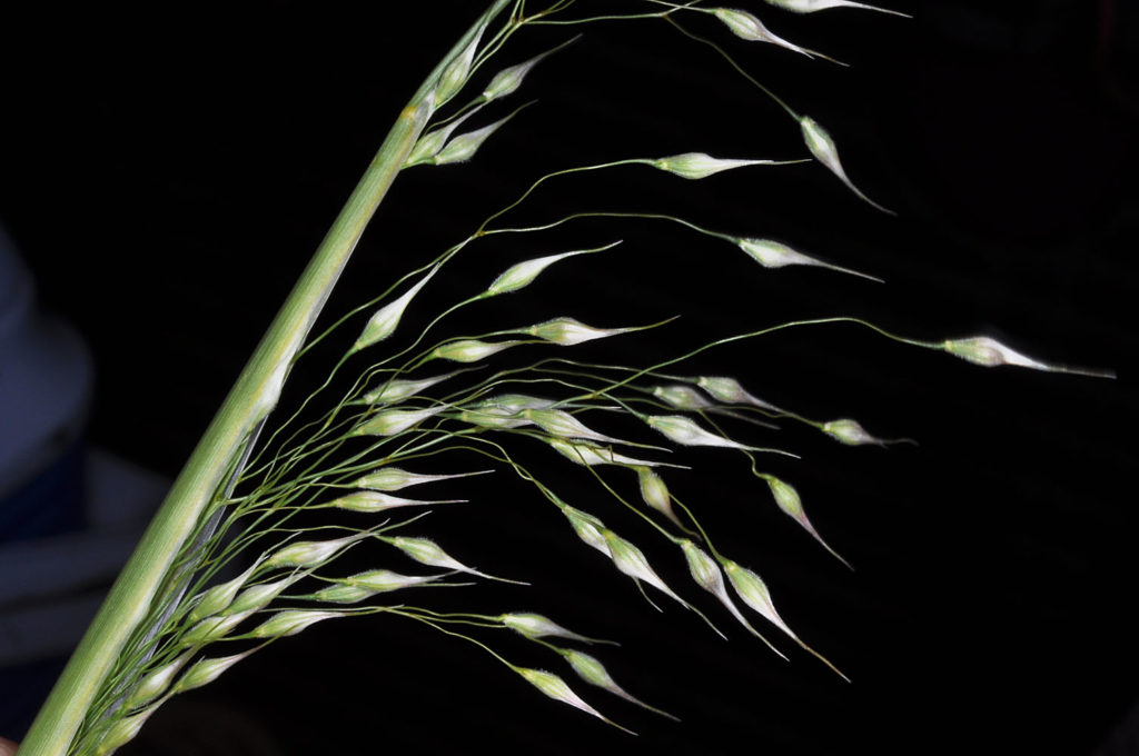 Flora of Eastern Washington Image: Achnatherum hymenoides 3