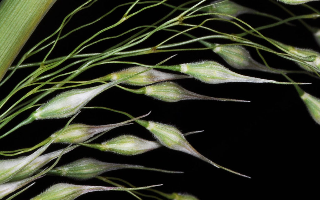 Flora of Eastern Washington Image: Achnatherum hymenoides 5