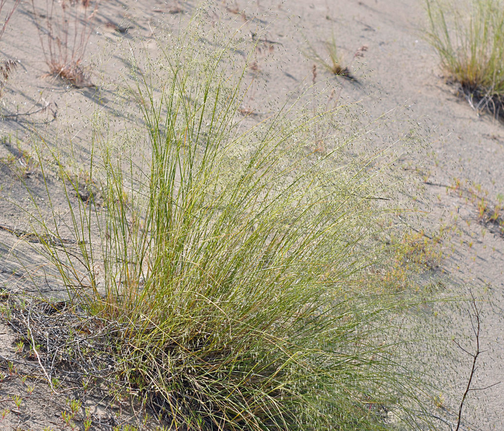 Flora of Eastern Washington Image: Achnatherum hymenoides 7