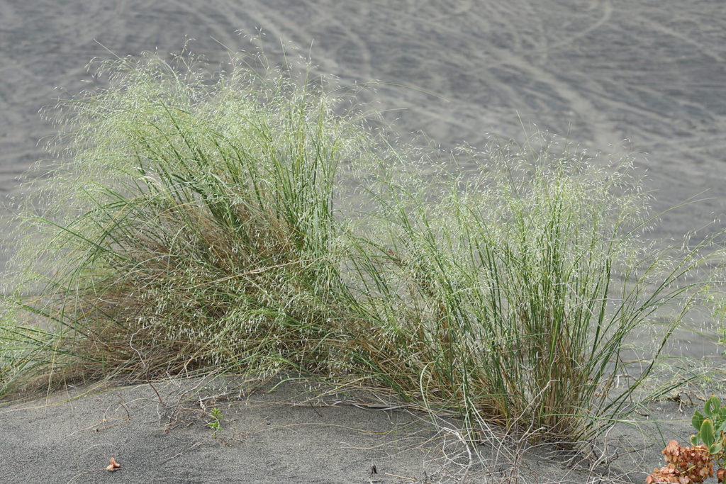 Flora of Eastern Washington Image: Achnatherum hymenoides 8
