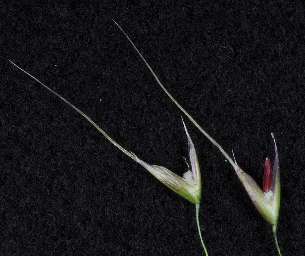 Flora of Eastern Washington Image: Achnatherum lemmonii 10