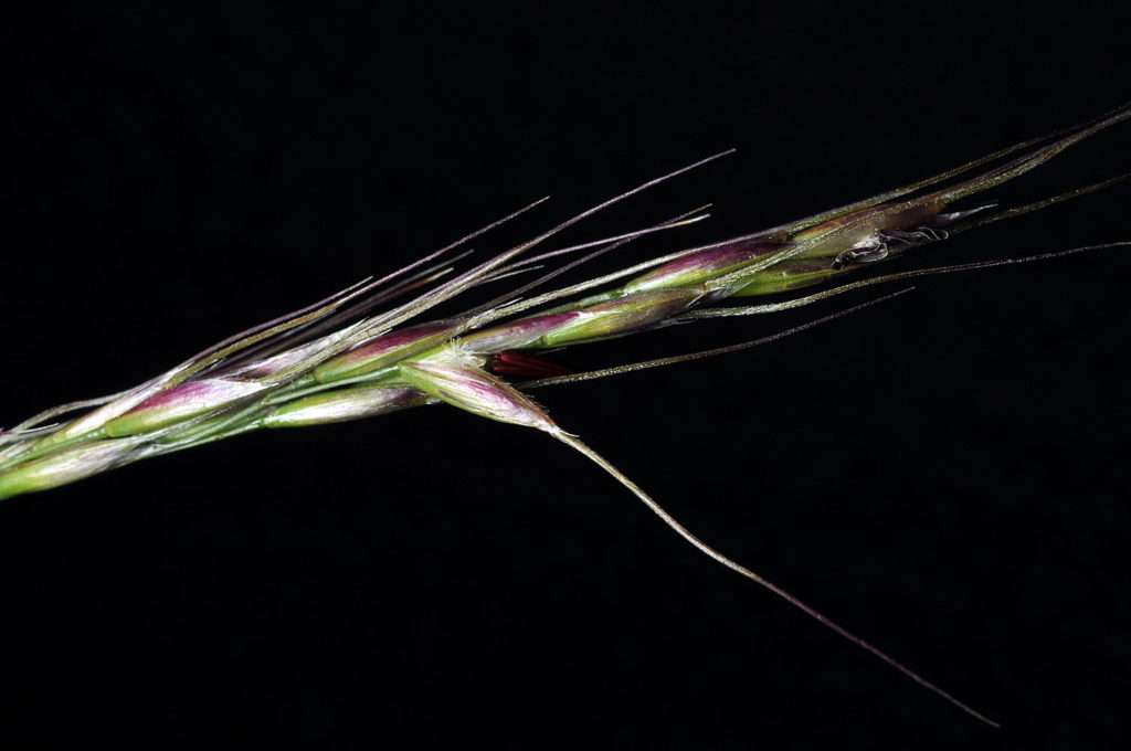 Flora of Eastern Washington Image: Achnatherum lemmonii 8