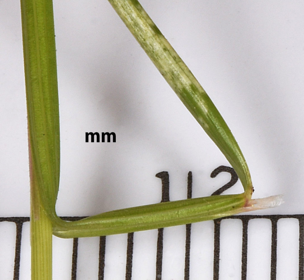 Flora of Eastern Washington Image: Achnatherum lemmonii 15