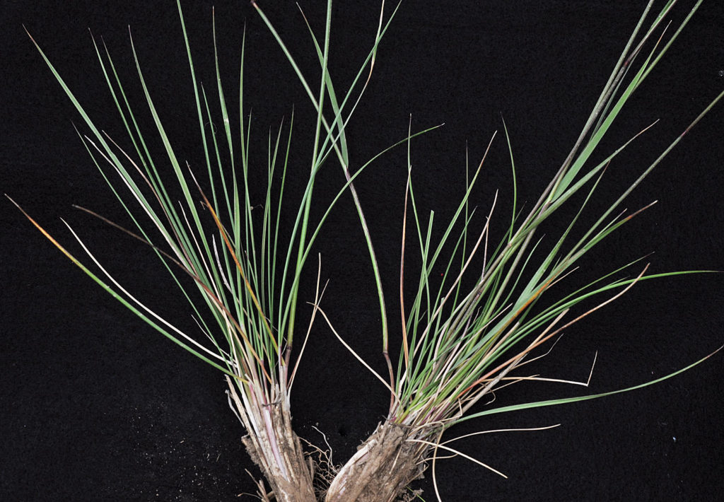 Flora of Eastern Washington Image: Achnatherum lemmonii 2