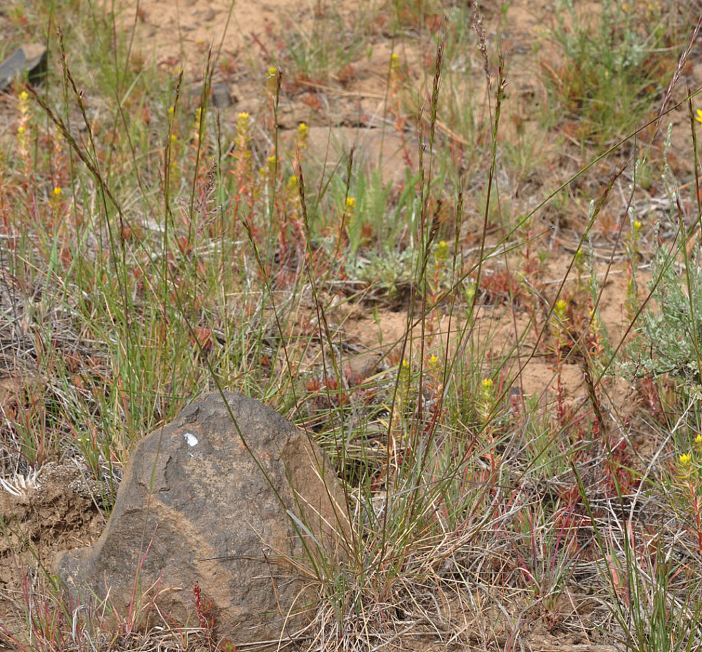 Flora of Eastern Washington Image: Achnatherum lemmonii
