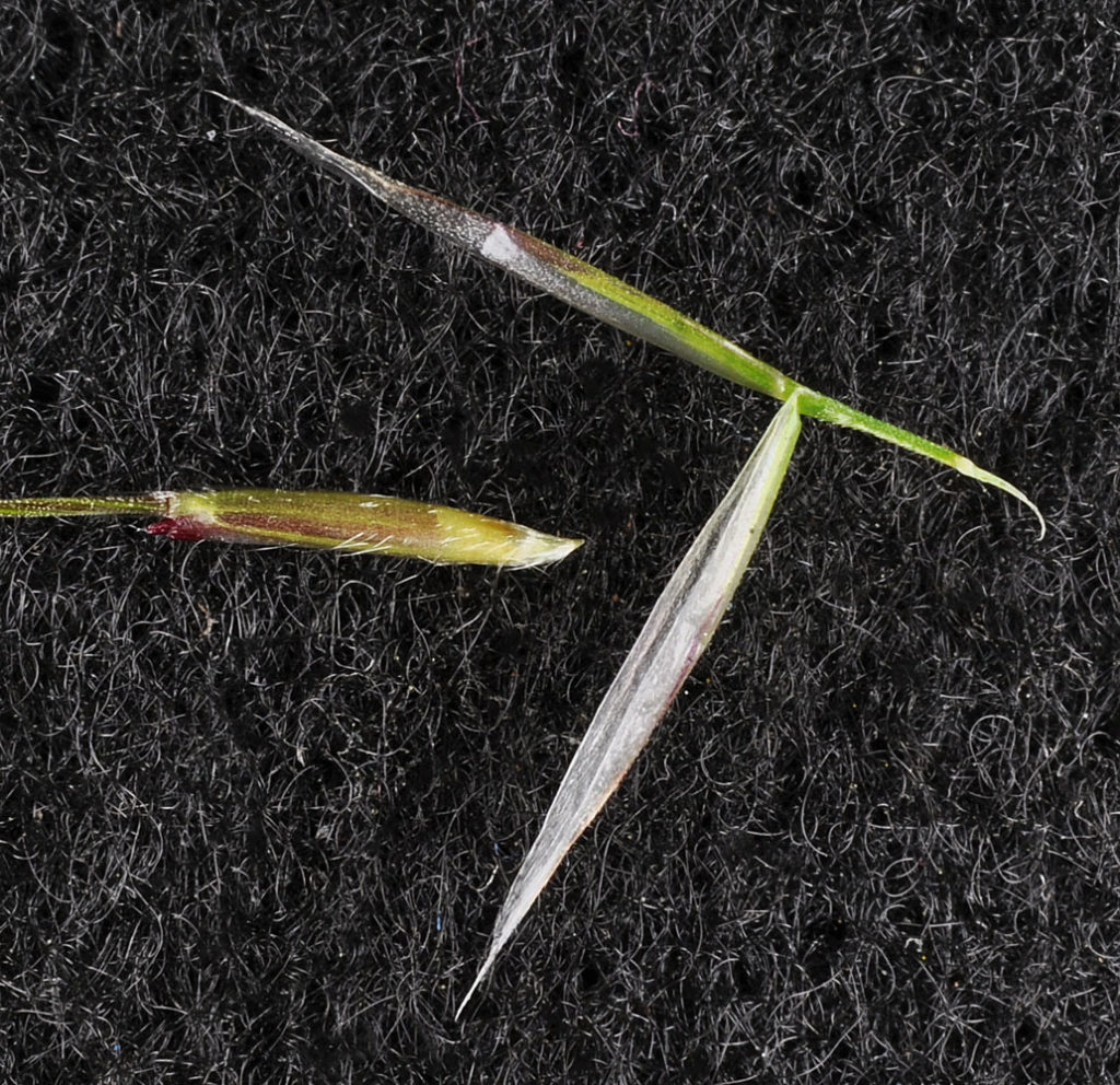 Flora of Eastern Washington Image: Achnatherum nelsonii 21