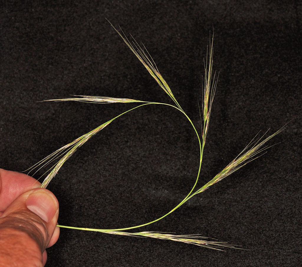 Flora of Eastern Washington Image: Achnatherum nelsonii 14