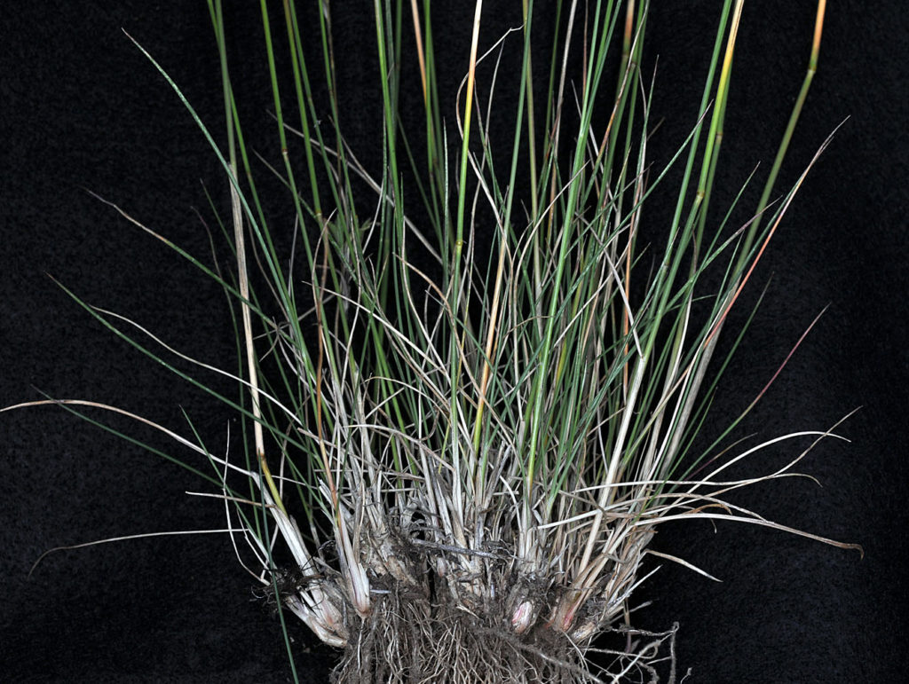 Flora of Eastern Washington Image: Achnatherum nelsonii