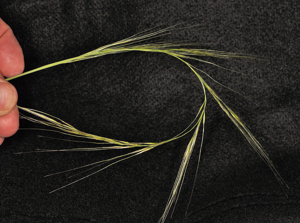 Flora of Eastern Washington Image: Achnatherum occidentale 3