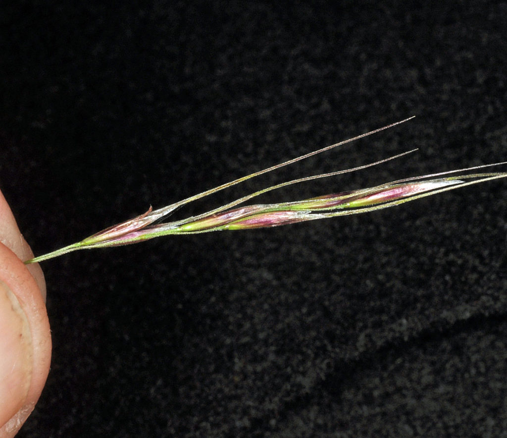 Flora of Eastern Washington Image: Achnatherum richardsonii 9