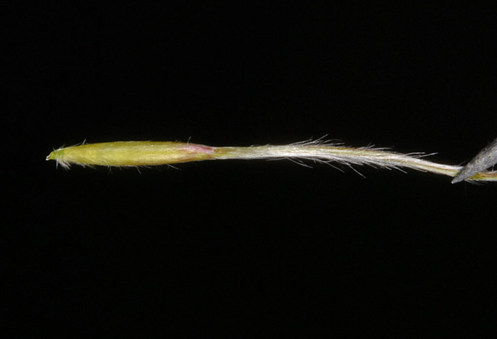 Flora of Eastern Washington Image: Achnatherum thurberianum 13