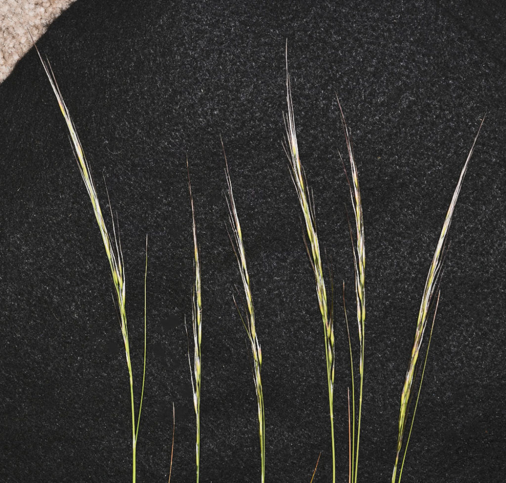 Flora of Eastern Washington Image: Achnatherum thurberianum 7