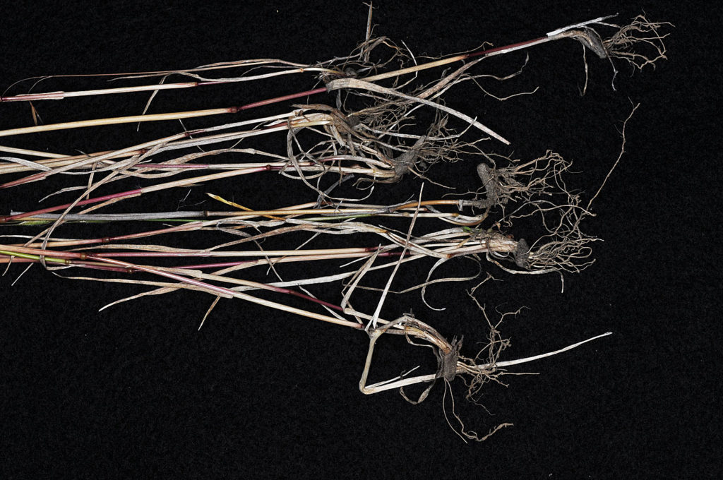 Flora of Eastern Washington Image: Aegilops cylindrica 9