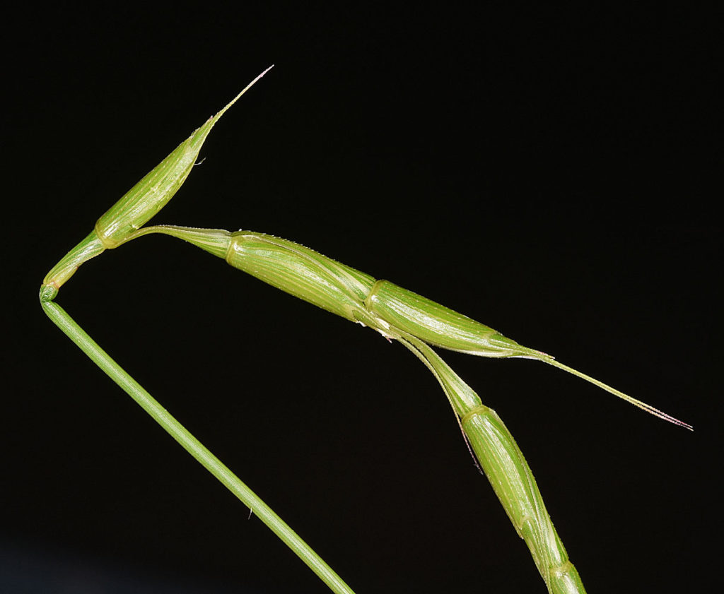 Flora of Eastern Washington Image: Aegilops cylindrica 13