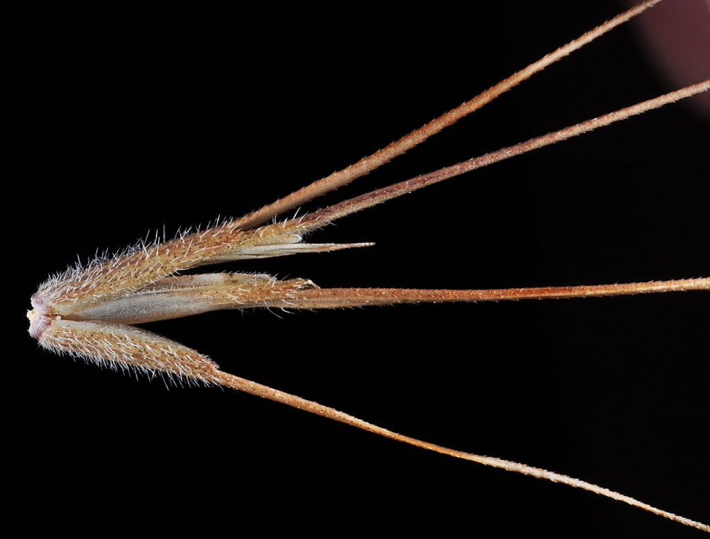 Flora of Eastern Washington Image: Aegilops cylindrica 5