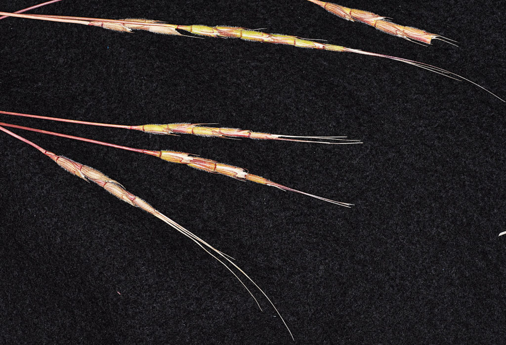 Flora of Eastern Washington Image: Aegilops cylindrica 2